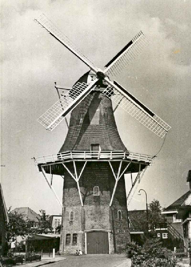 Tjepkema's molen 1950